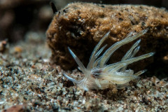 Cratena sp. 4