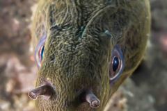 Gymnothorax javanicus - Giant moray - Riesenmuräne