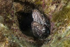 Gymnothorax moringa - Spotted moray - Gefleckte Muräne