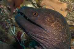 Gymnothorax javanicus