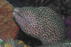 Gymnothorax favagineus - Netzmuräne
