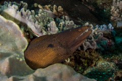 Gymnothorax moringa - Spotted moray eel