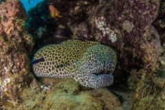 Gymnothorax favagineus - Honeycomb moray - Netzmuräne
