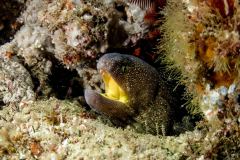 Gymnothorax nudivomer - Yellowmouth moray - Gelbmaulmuräne