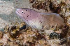 GYmnothorax griseus - Geometric moray - Graue Muräne