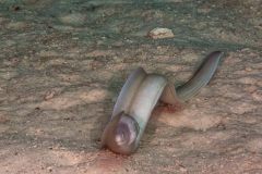 Gymnothorax griseus - Geometric moray - Graue Muräne