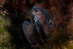 Muraena helena - Mediterranean moray - Muräna - Mittelmeermuräne