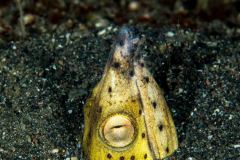 Gymnothorax fimbriatus -  Fimbriated moray