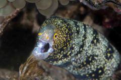 Echidna nebulosa - Snowflake moray - Stjärnmuräna - Sternfleckenmuräne