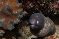 Gymnothorax thyrsoideus - White-eyed moray