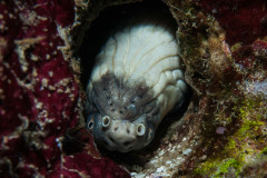 Echidna polyzona - Barred moray