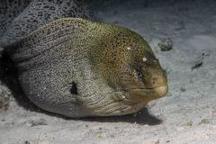 Gymnothorax javanicus - Giant moray - Riesenmuräne