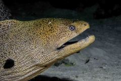 Gymnothorax javanicus - Giant moray - Riesenmuräne