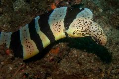 Gymnothorax chlamydatus - Chlamydatus moray