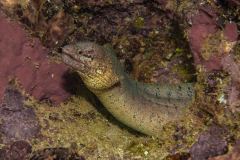Gymnothorax zonipectis