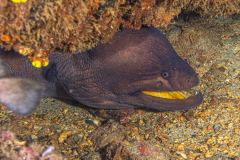 Gymnothorax nudivomer - Yellowmouth moray - Gelbmaulmuräne