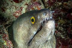 Gymnothorax javanicus - Giant moray - Riesenmuräne