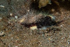Aphrodita sp. - Sea mouse