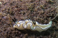 Doriprismatica atromarginata