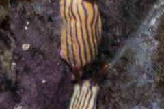 Hypselodoris whitei - Nudibranch