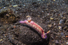 Hypselodoris maculosa