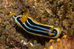 Chromodoris africana - Four-coloured nudibranch