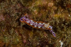 Hypselodoris fucata
