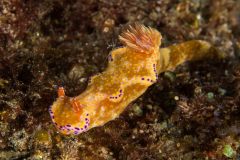 Ceratosoma tenue - Many-lobed ceratosoma