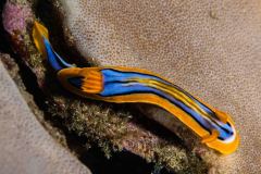 Chromodoris africana - Four-coloured nudibranch