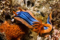 Chromodoris Hamiltoni