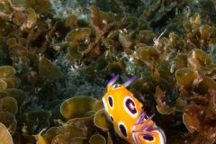 Chromodoris tritos