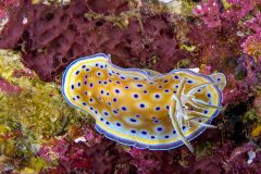 Goniobranchus kuniei
