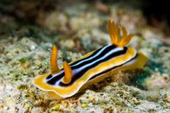 Chromodoris quadricolor - Pyjama nudibranch