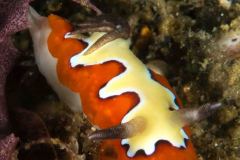 Goniobranchus fidelis - Creamy chromodoris