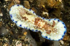Goniobranchus aureopurpureus
