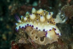 Mexichromis multituberculata - Bumpy mexichromis