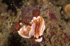 Hypselodoris mouaci