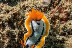 Chromodoris strigata
