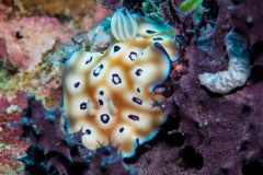 Goniobranchus leopardus
