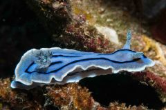 Chromodoris willani