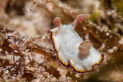 Goniobranchus preciosus