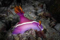 Hypselodoris bullocki - Bullock´s hypselodoris