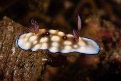 Goniobranchus hintuanensis