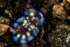 Goniobranchus hintuanensis