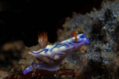 Hypselodoris zephyra - West wind hypselodoris