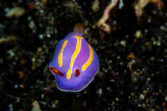 Mexichromis trilineata