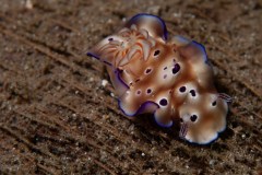 Goniobranchus leopardus