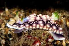 Goniobranchus geometricus