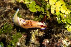 Hypselodoris emma - Emma's hypselodoris