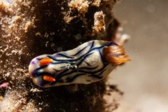 Hypselodoris zephyra - West wind hypselodoris